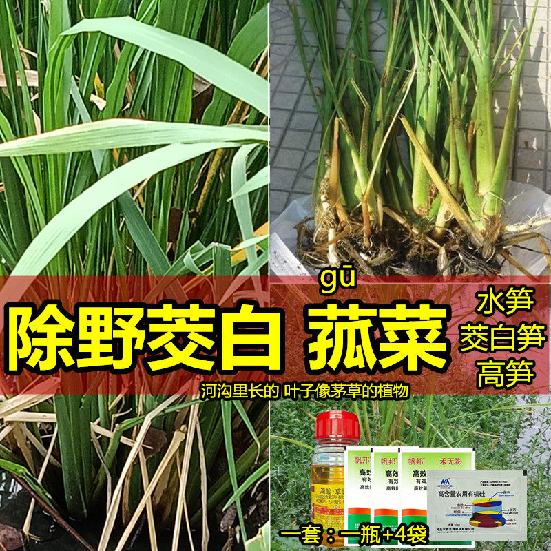 除野茭白笋菰菜高笋烂根除草剂野茭白有什么药野茭白怎么去除农药