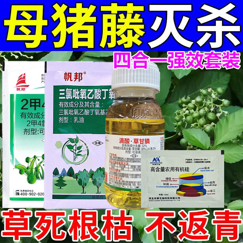 灭杀母猪疼除草剂除母猪藤烂根除除草剂