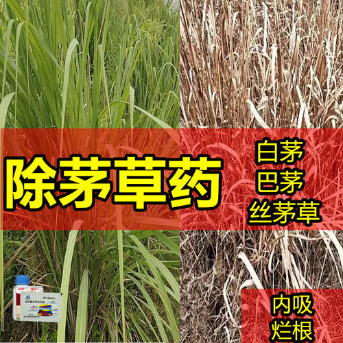 除茅草白茅丝茅巴茅草烂根除草剂