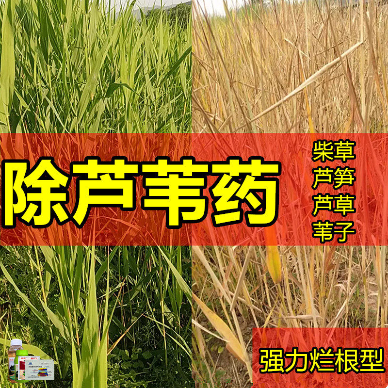 芦苇除草烂根剂除芦苇专用药河沟小柴除草剂旱地苇子芦笋烂根药剂