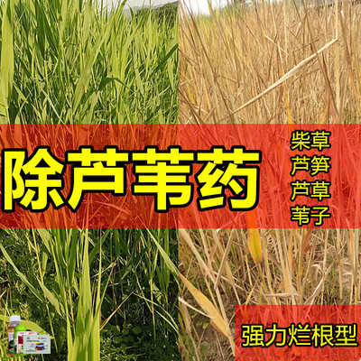 芦苇除草烂根剂除芦苇专用药河沟小柴除草剂旱地苇子芦笋烂根药剂