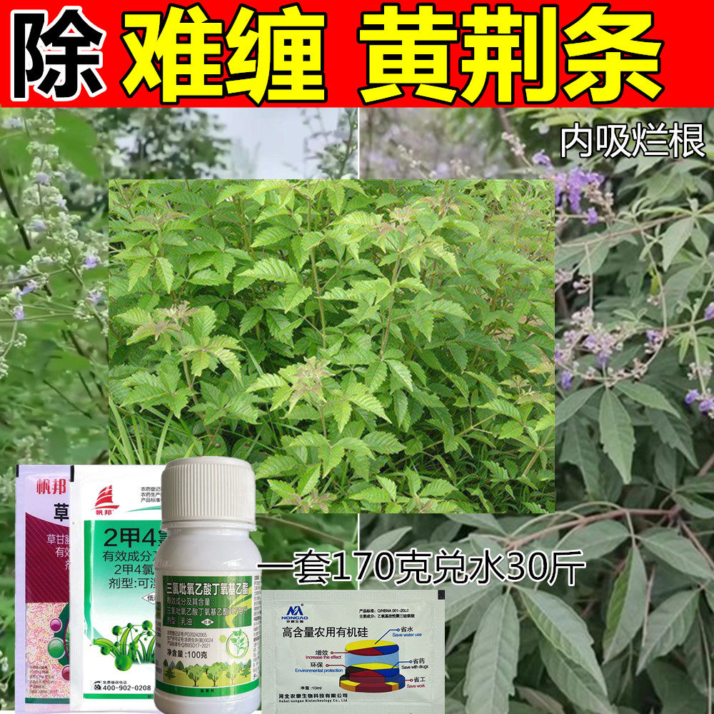 除黄荆条烂根药除草剂灭除荆条烂根药黄荆条灌木除草剂烂荆条根药