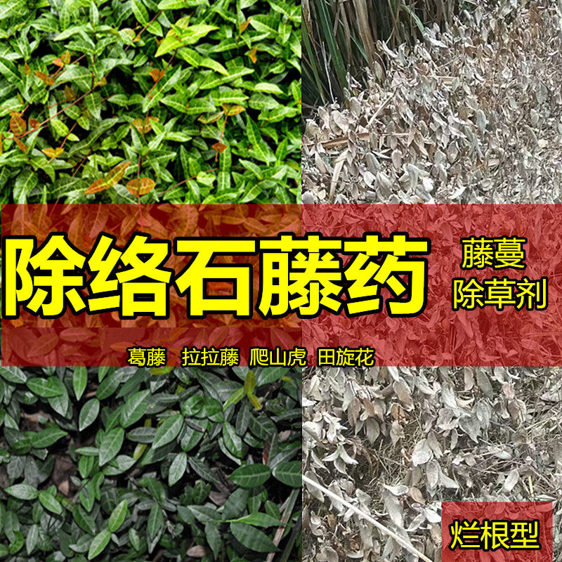 络石藤烂根药络石藤除草烂根剂什么药除络石藤爬山虎葛藤阔叶草药 - 实物图