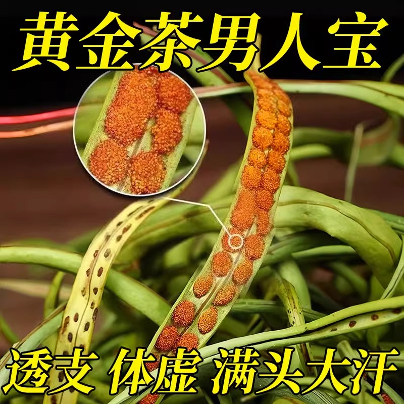 吉林长白山野生肾精草嗷嗷叫黄金草官方旗舰店化石草强经茶叶补
