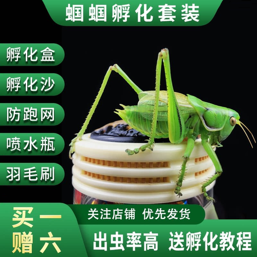 蝈蝈籽蝈蝈卵幼虫活虫螽斯孵化小虫鸣虫翡翠绿蝈蝈粮食学生宠物