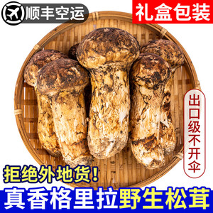 云南松茸新鲜野生现挖现发顺丰空运香格里拉特产松茸出口级1000g