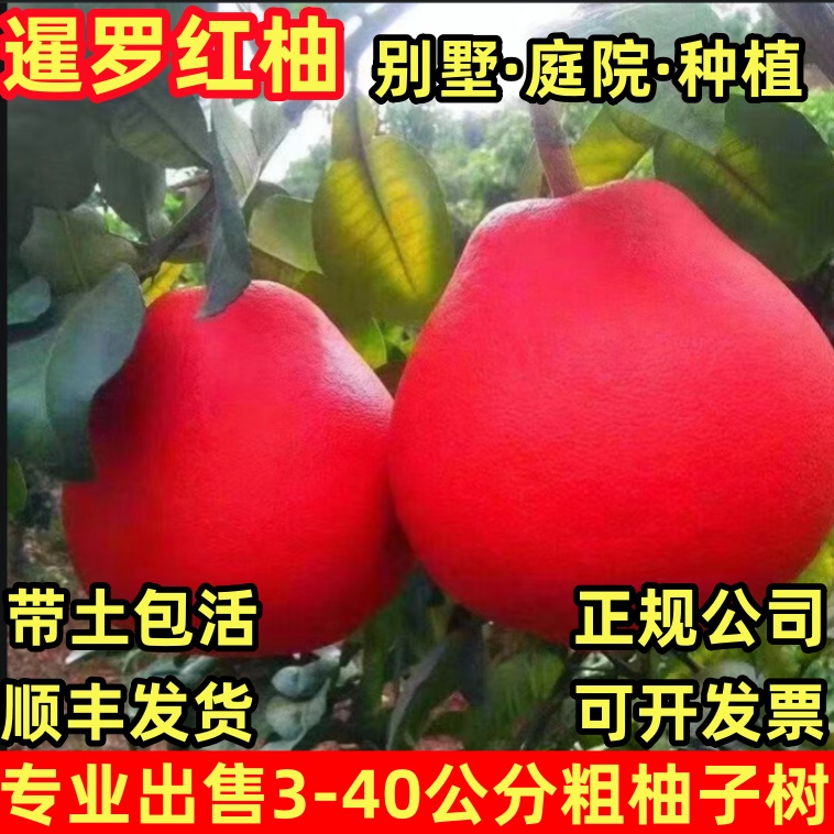 红宝石青柚苗嫁接柚子树苗新品暹罗红柚红心柚子带泥带叶庭院盆栽