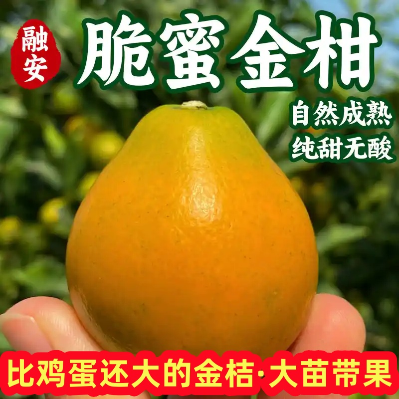 融安脆蜜金桔树盆栽阳台种植