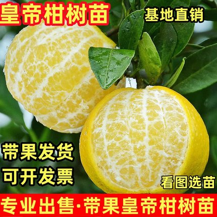 皇帝柑树苗果苗庭院地栽橘子树大树阳台盆栽嫁接果树桔子当年结果