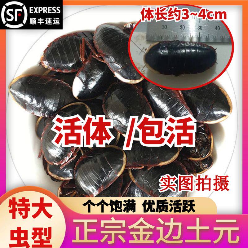 特大虫活体泡酒野金边土元虫活土鳖虫活的土鳖虫中药材接骨