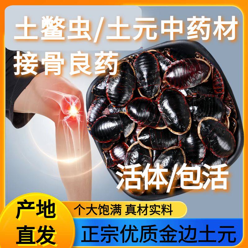 野土鳖虫土鳖子活金边土鳖虫活的金边土元中药材活虫的功效接骨