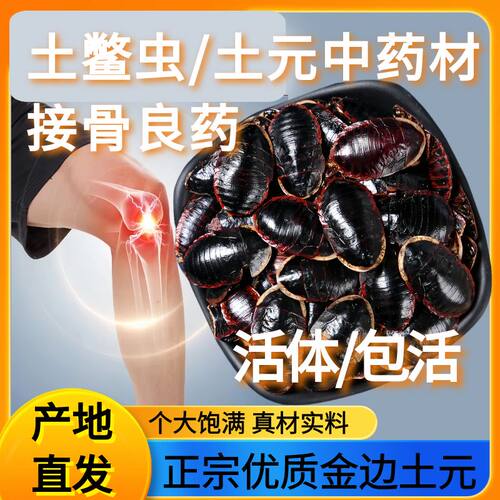 金边土元活虫金边土鳖虫