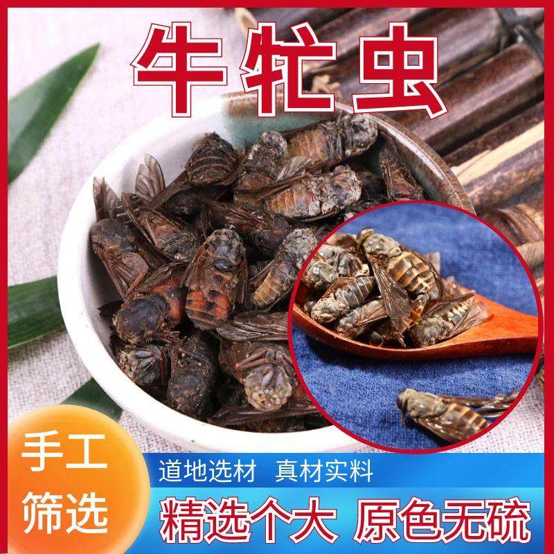 牛牤虫中药材100g牛苍蝇牛虻干牛牤虫牛蚊子牛苍蝇硭虫芒虫