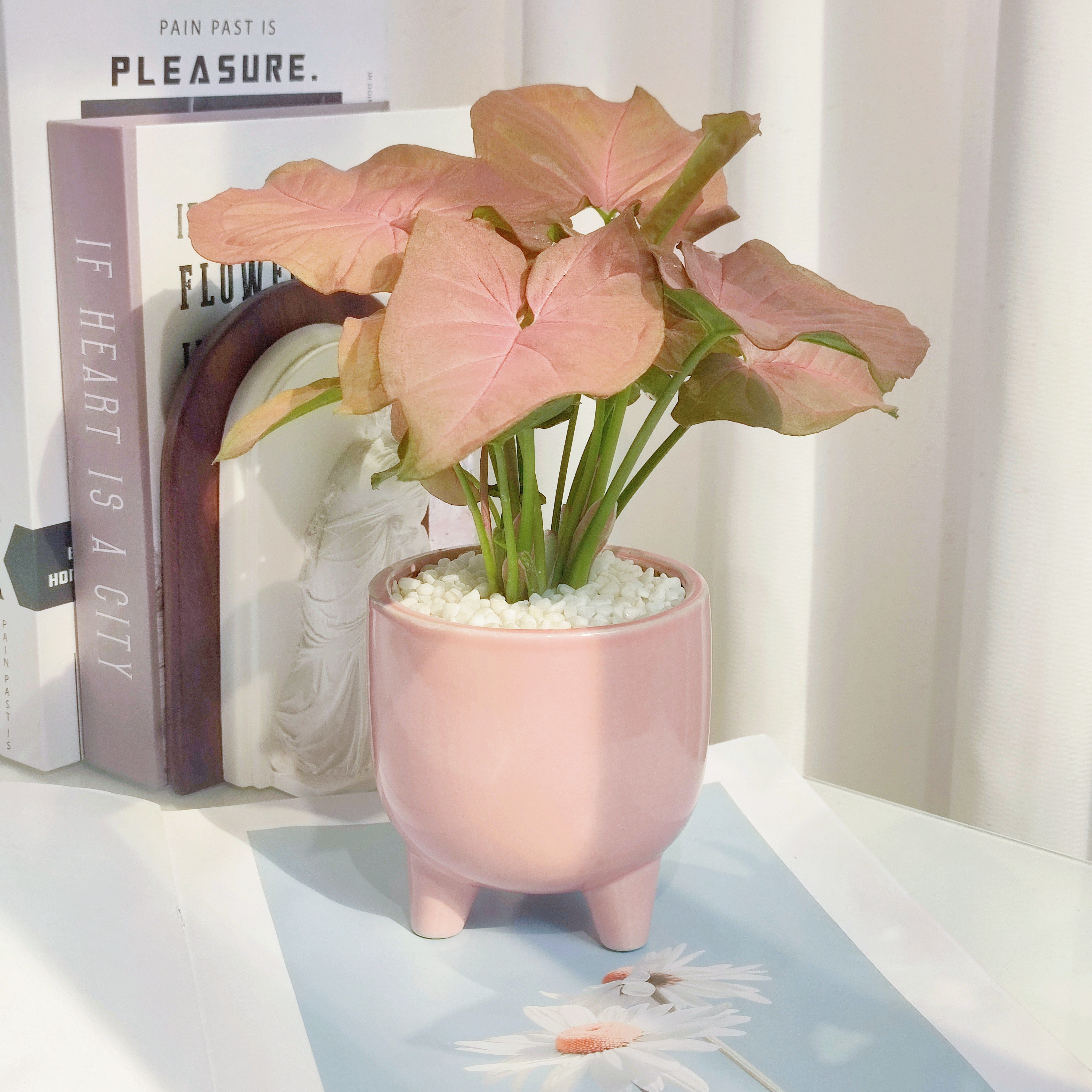 红粉佳人合果芋竹芋盆栽彩色花卉办公室桌面室内绿植四季观叶植物