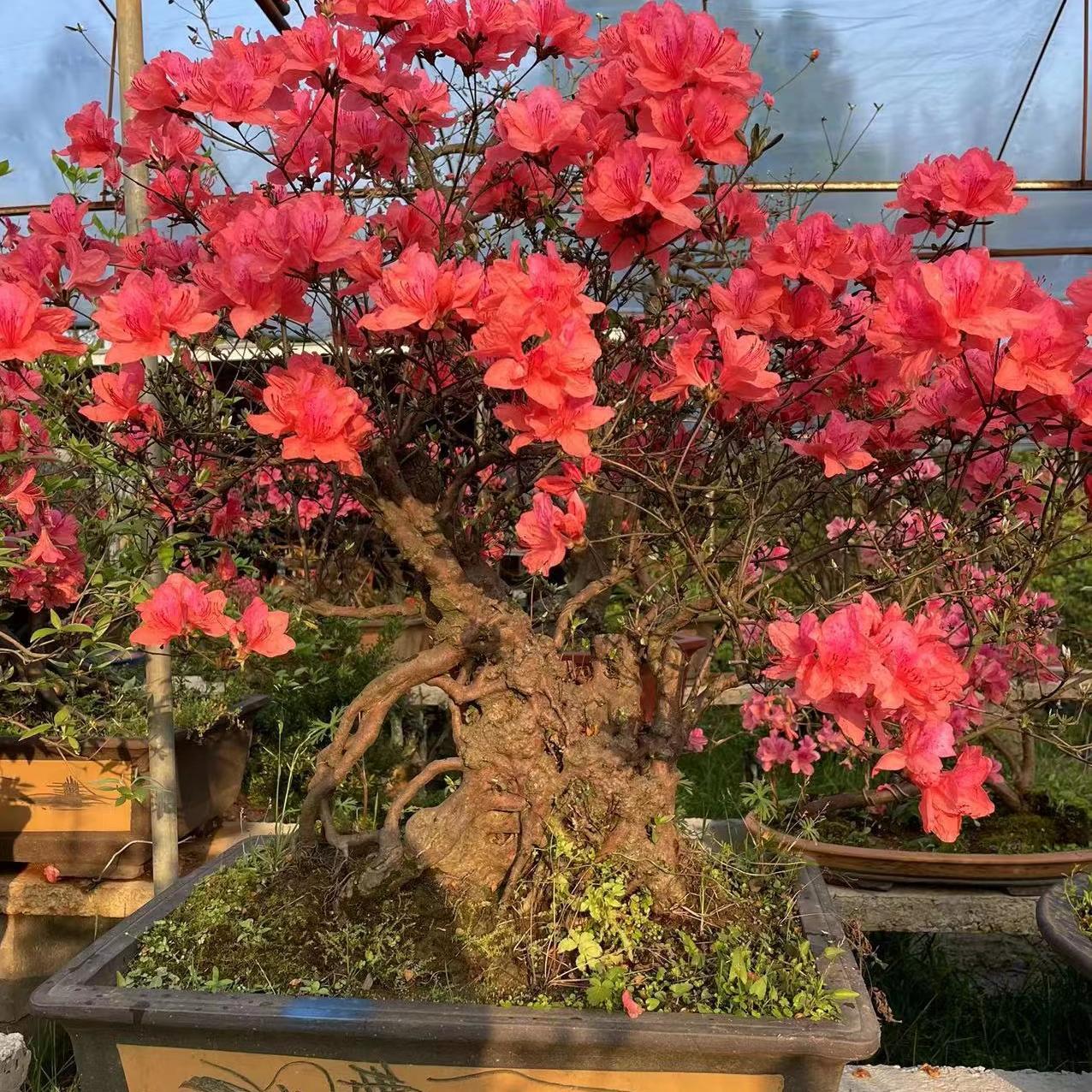 精品高提根鸡血红杜鹃花盆景胭脂红映山红树桩盆栽庭院花园别墅