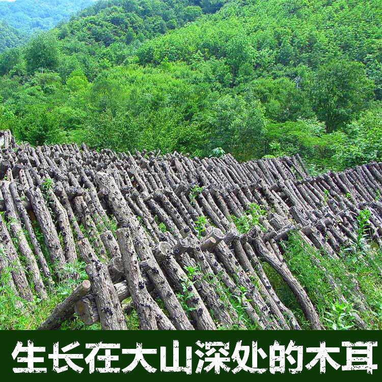 秦岭椴木黑木特春秋WCG木耳冈干 干货青树木耳耳500g非东北野生菌
