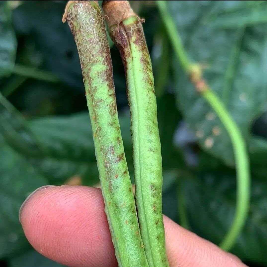 新款 农山农蓟之星杀虫剂抗性蓟马专用豆角茄子蔬菜蓟马噻