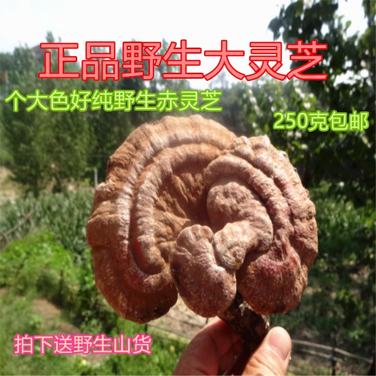 神农架特级品野生整灵芝深正山纯BHS野生赤灵芝紫灵芝 野生灵芝纯
