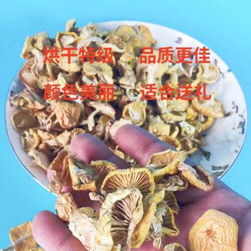 东北奶小黄蘑菇野生干货油菇香菇兴安盟小TGL鸡炖蘑菇蘑内蒙古小