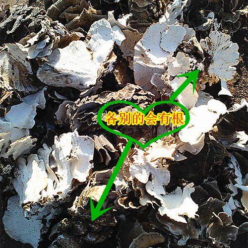 长白山野GPU生芝 整灵芝 5云芝蘑 野生灵芝 云云枝芝 00克一斤包