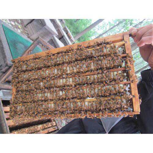 买蜂王乳油菜春浆农家新XEM鲜蜂皇蜂王浆浆皇浆买乳二送蜂蜜五送