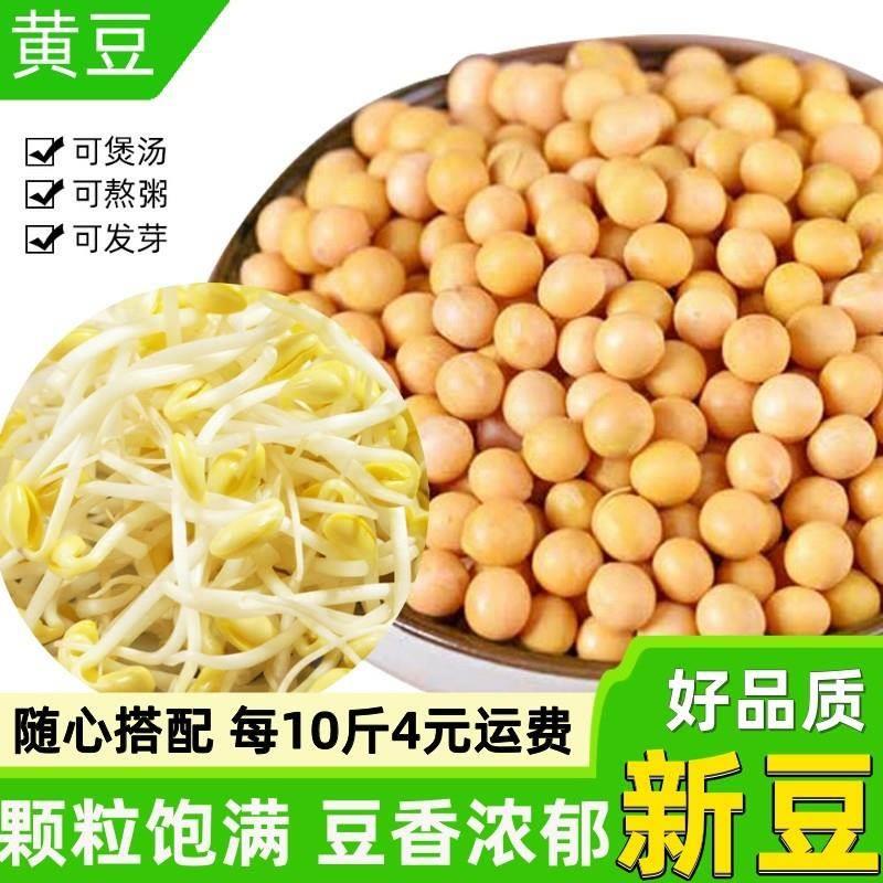 黄豆500g散装东北农家自种打豆浆发豆芽大豆子豆类杂粮五谷