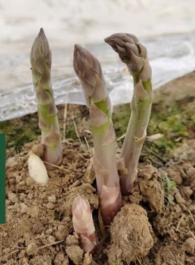 芦笋苗根苗芦笋种根带土青笋紫色水果芦笋庭院阳台盆栽四季蔬菜苗