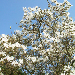 极速有寻植物 星花玉兰皇家之星盆栽花苗阳台O庭院花园早春花卉多