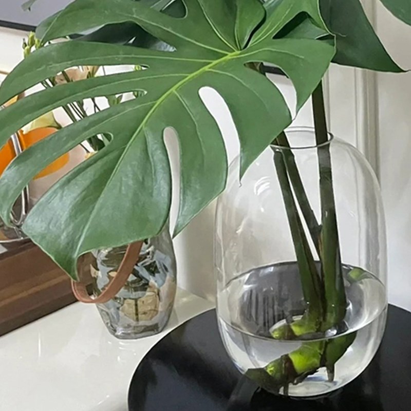 新品龟背竹花瓶玻璃透明水培水养专用大号M器皿大瓶子圆肚大肚玻图片