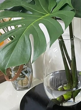 新品龟背竹花瓶玻璃透明水培水养专用大号M器皿大瓶子圆肚大肚玻