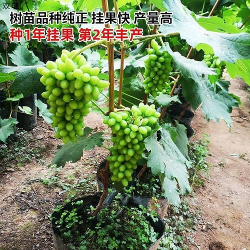 极速晴王阳光玫瑰葡n萄秧南方北方种植爬藤果树秧带土树秧地栽庭