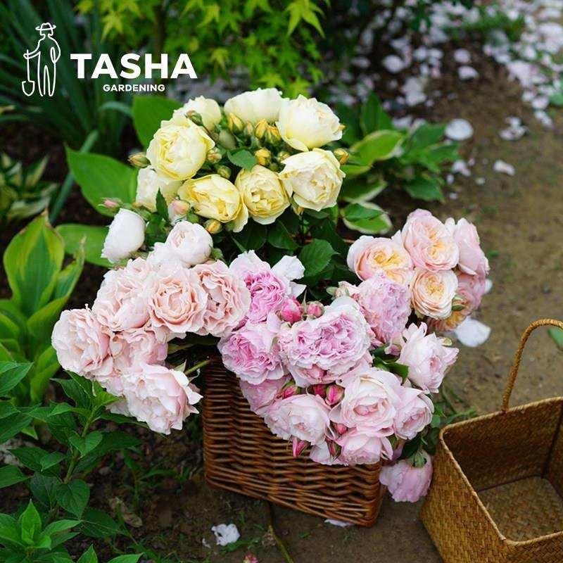 极速【月季 1加仑】经典勤花藤本灌木玫V瑰盆栽多年生