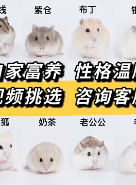 向小希小仓鼠活物送笼子三线紫仓布丁银狐老公公金丝熊活体宠物