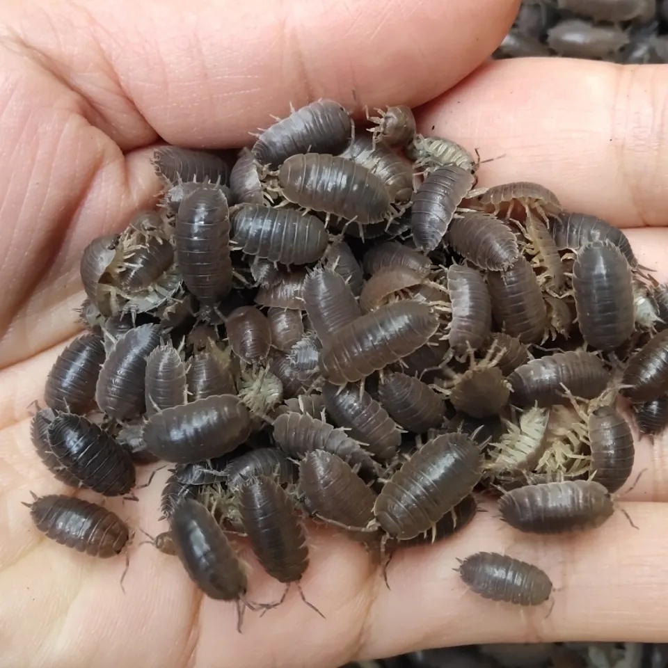 中通快速现抓包活鼠妇虫潮虫 西瓜虫鼠球活体昆虫爬虫宠物