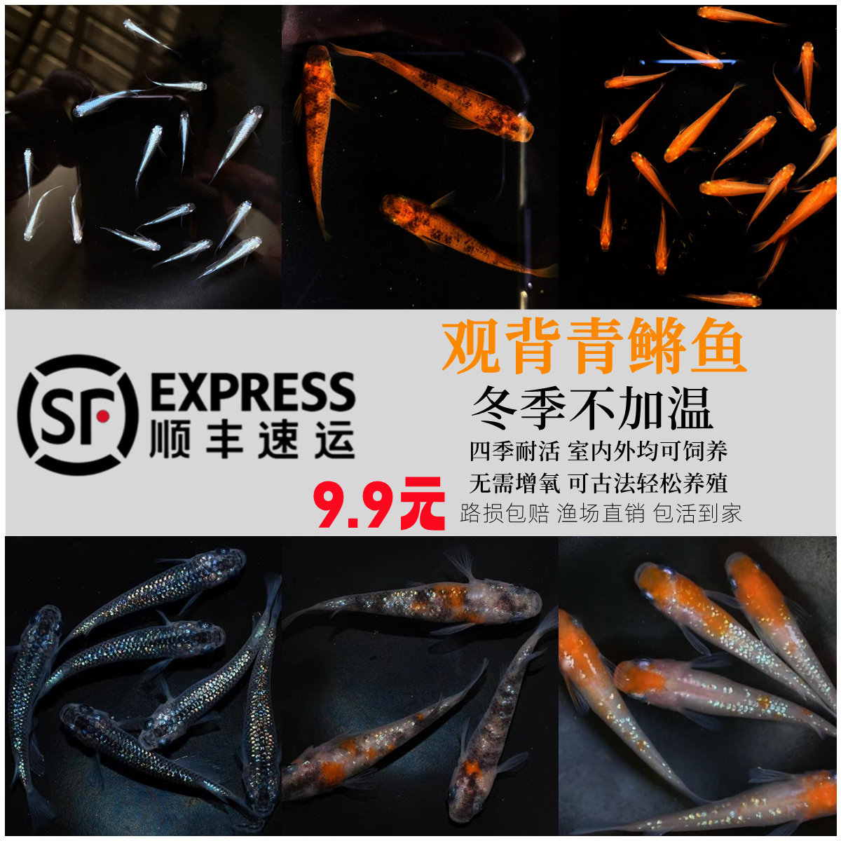 观背青鳉不打氧冷水淡水观赏鱼原生鱼小型冷水耐活群游鱼桌面新宠