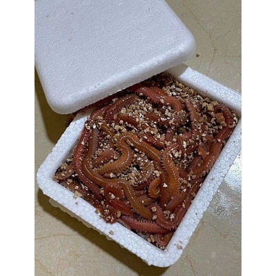 海蜈蚣海蚯蚓青红虫海蜈蚣海蚂蟥海钓活饵鲤鱼食鲈鱼饵腥路亚饵