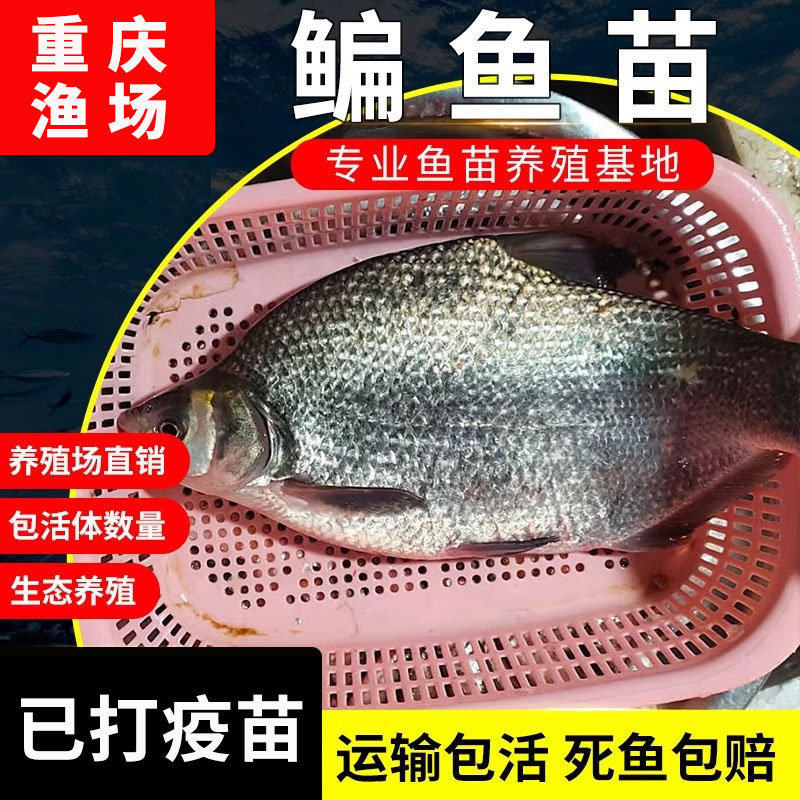 淡水鳊鱼苗武昌鱼苗三角鲂鱼团头鲂三角边活体沙边鱼养殖冷水包邮