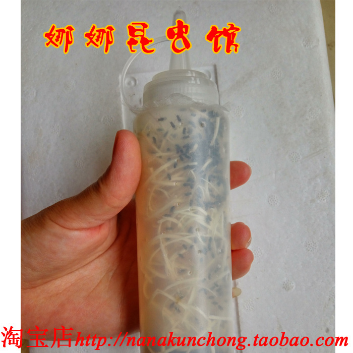 果蝇杯活体饲料大小残翅树蛙跳蛛螳螂蜘蛛活体饲料包邮
