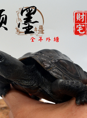 顶墨龟纯种全黑龟苗外塘中华公草龟迷你小乌龟活物活体金线龟小宠