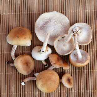 高山新鲜香菇香蕈香菌香信彷野生菌云南丽江土产味道香顺丰包邮