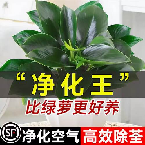 【养死包赔】大叶金钻绿公主好养