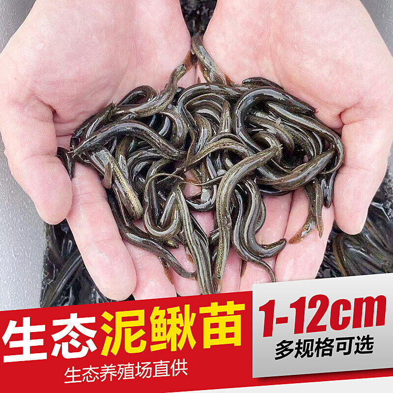 泥鳅苗鲜活喂养龙鱼活饵乌龟饲料泥鳅养殖淡水观赏鱼