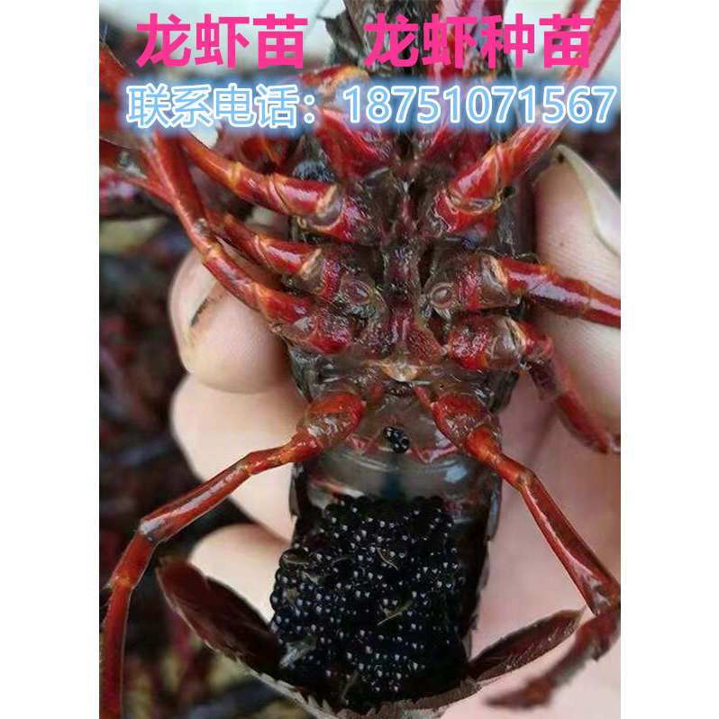 小龙虾苗种虾抱卵青虾活体虾淡水养殖龙虾苗优质苗种培育基地
