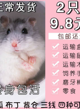 小仓鼠活物三线银狐一对情侣送笼子金丝熊宠物宝宝活体已打过疫苗