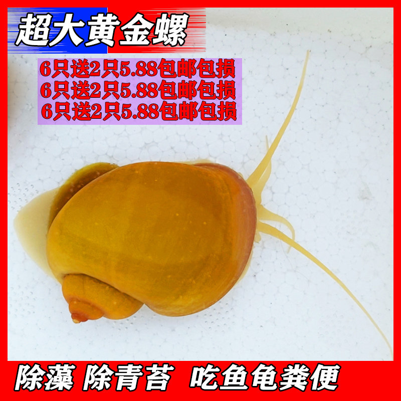 黄金螺 淡水观赏螺活体 热带除藻工具螺清洁鱼缸蜗牛青苔鱼龟粪