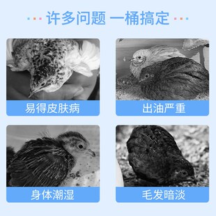 极速芦丁鸡洗澡沙浴沙尿砂除臭沐浴盐粪L便清理清洁干洗粉用品