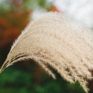 极速真芦苇草g乾燥花客厅摆件芦苇花束落地摆直播间假花装饰摆设