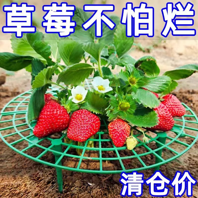 草莓立体栽培架种植托架圆形盆栽培草莓托盘架支架防烂水培草莓架
