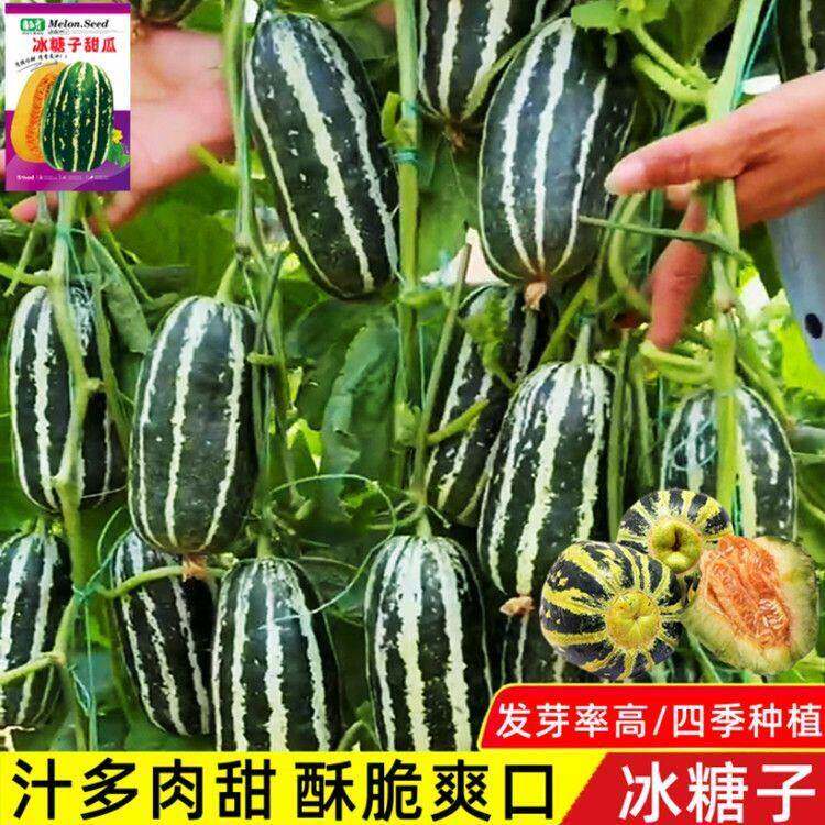 甜掉牙冰糖子甜瓜种子青皮羊角蜜香瓜籽春季四季庭院阳台水果种子