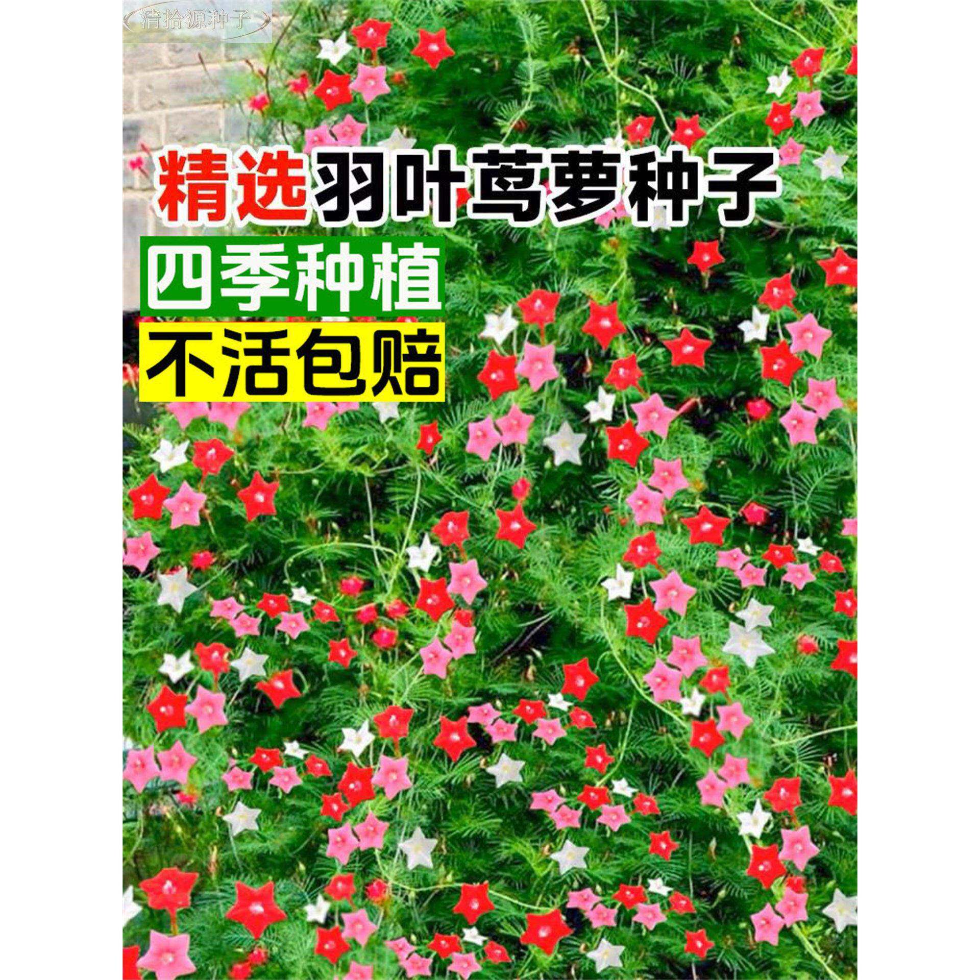 羽叶茑萝种子爬藤植物四花季播种开花五角星花种籽子大全庭院籽孑